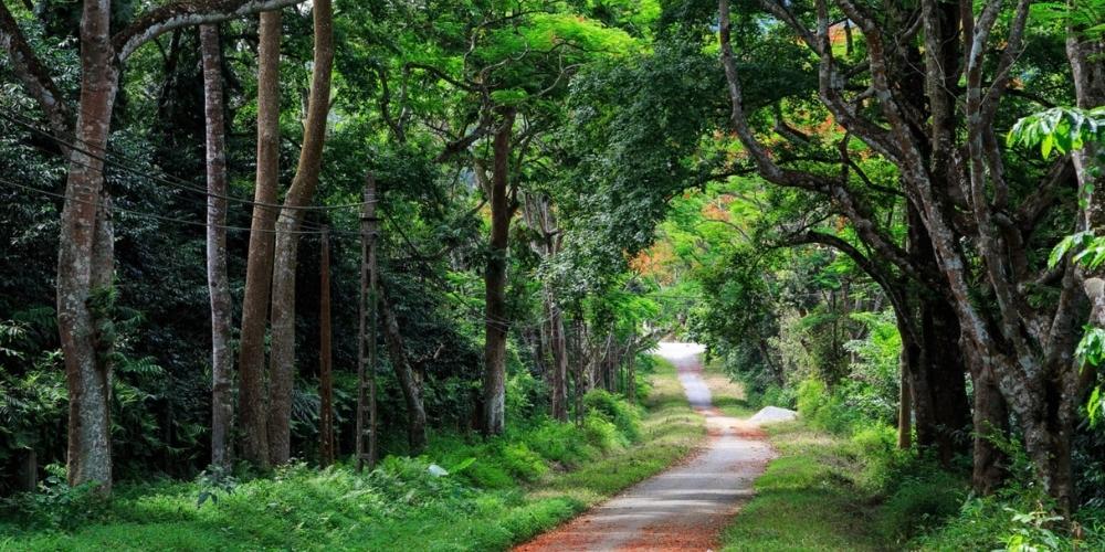 Rừng quốc gia Ba Vì sở hữu cảnh quan thiên nhiên trong lành (Ảnh: Phuotvivu)