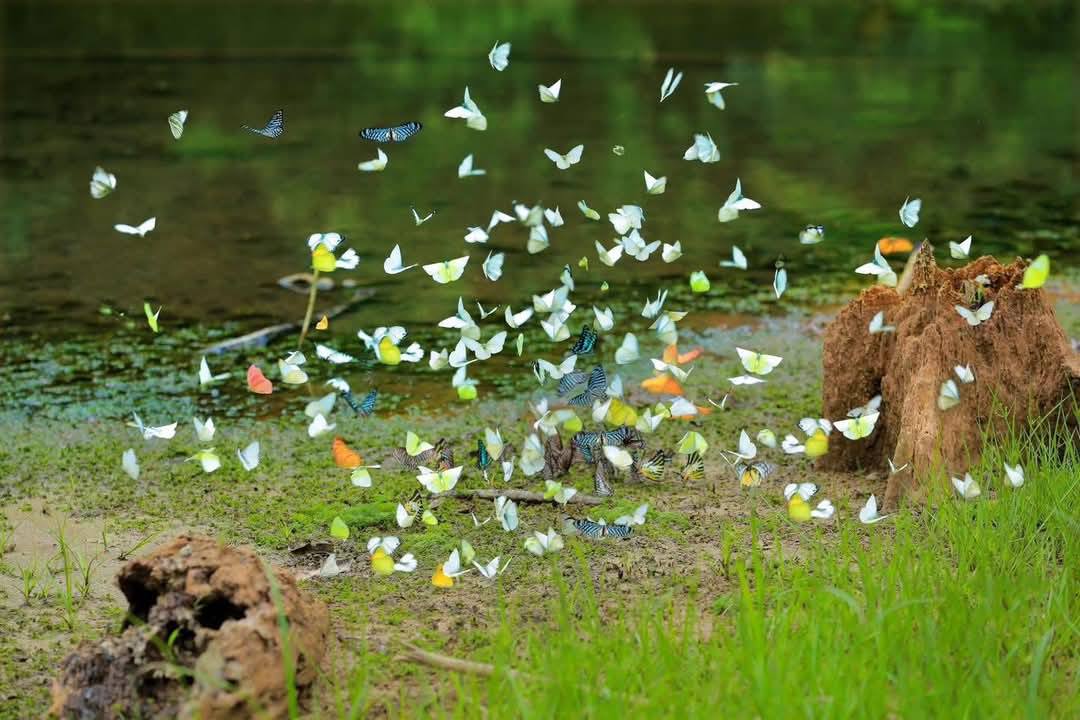 Thời điểm đẹp nhất của mùa bướm Cúc Phương vào tháng 4 và tháng 5